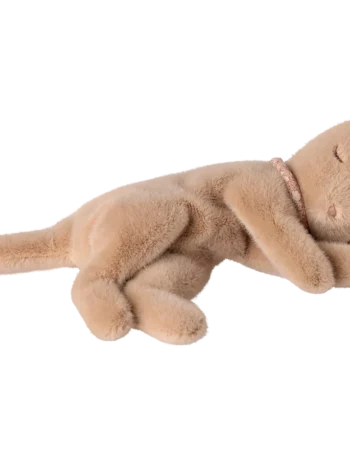 chaton couché - crème pêche